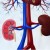 renal.jpg